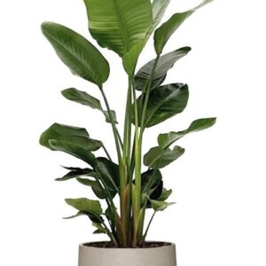 Giant White Bird of Paradise