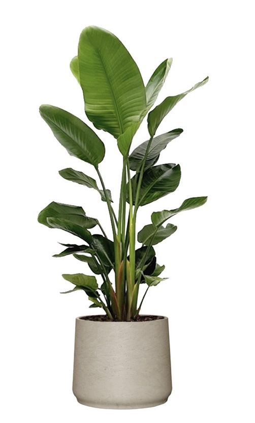 Giant White Bird of Paradise